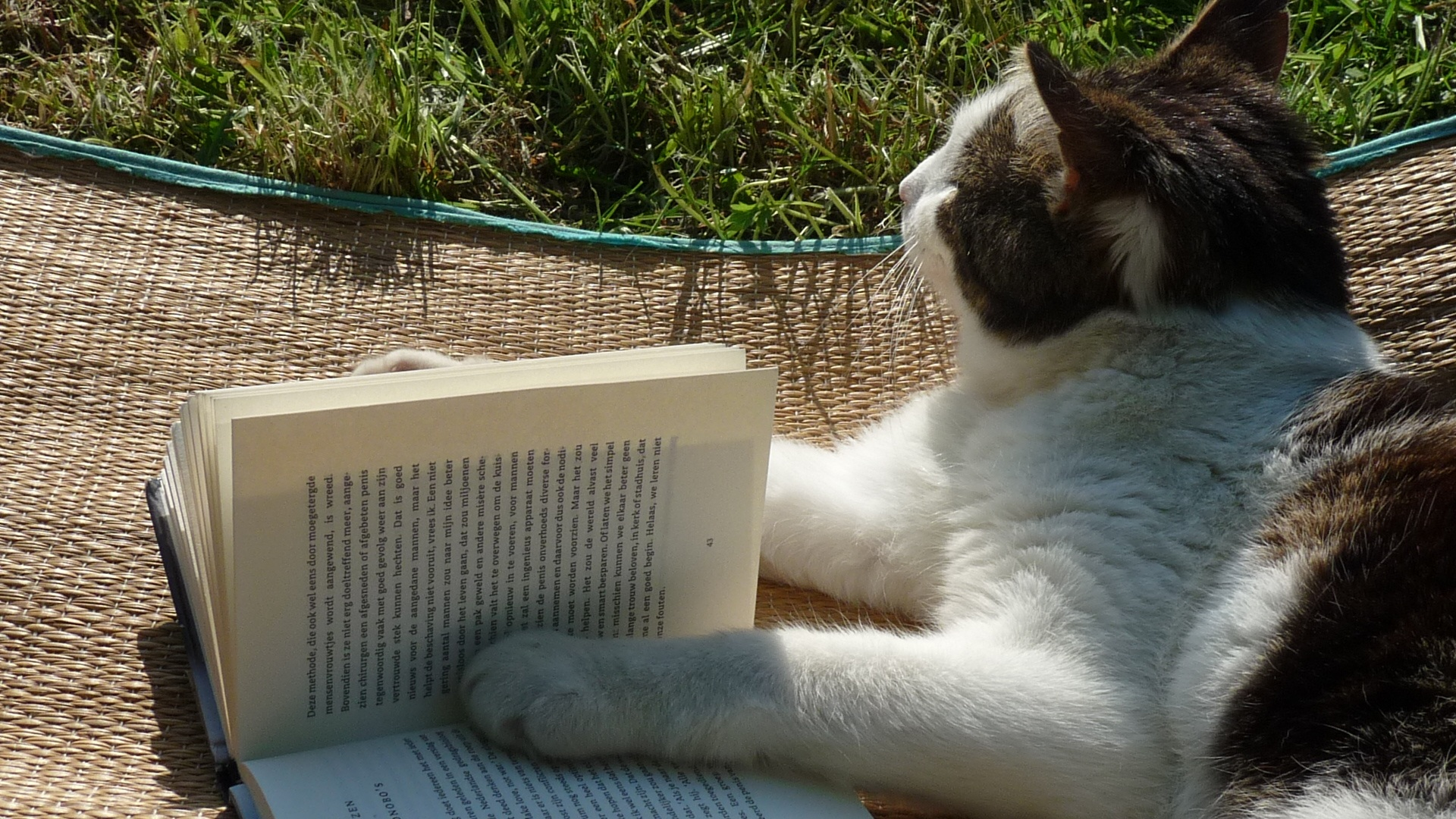 1790757228-catreading.png